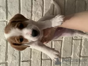 Photo №1. jack russell terrier - for sale in the city of Cherepovets | negotiated | Announcement № 43457