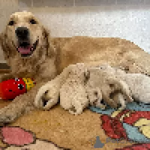 Additional photos: Golden Retriever Puppies