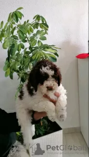 Additional photos: Lagotto Romagnolo puppies