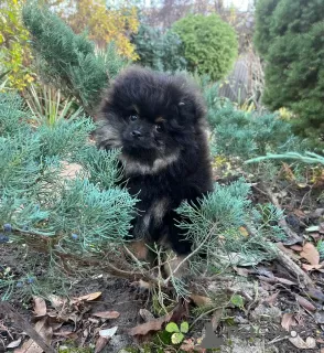 Photo №4. I will sell pomeranian in the city of Калифорния. private announcement, breeder - price - 2000$