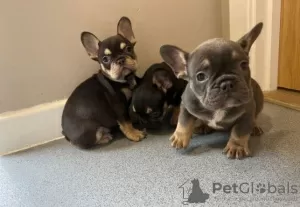 Photo №2 to announcement № 31945 for the sale of french bulldog - buy in Germany private announcement