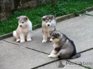 Photo №1. alaskan malamute - for sale in the city of Bovec | 426$ | Announcement № 13748