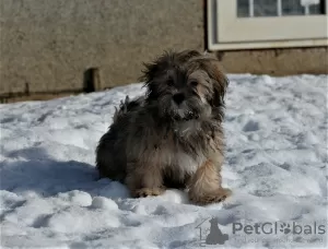 Photo №2 to announcement № 9374 for the sale of havanese dog - buy in Russian Federation from nursery