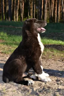 Photo №2 to announcement № 21113 for the sale of central asian shepherd dog - buy in Lithuania breeder