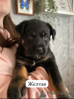 Photo №2 to announcement № 97087 for the sale of rottweiler - buy in Russian Federation private announcement