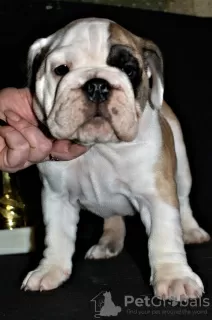 Photo №3. English bulldog. Russian Federation