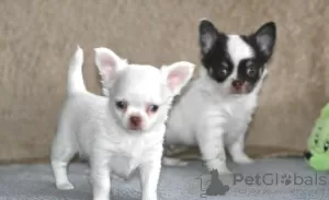 Photo №1. chihuahua - for sale in the city of Eš | Is free | Announcement № 98090