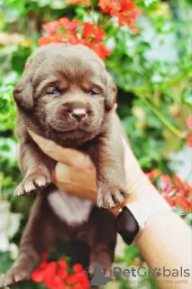 Photo №2 to announcement № 57518 for the sale of labrador retriever - buy in Germany from nursery