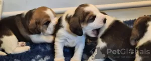 Photo №3. **STUNNING BEAGLE PUPPIES (KC REGISTERED)**. United States