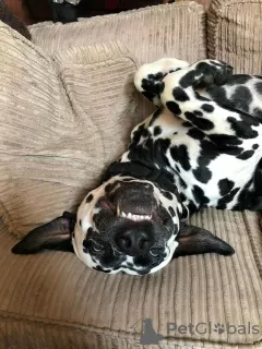 Photo №3. Awesome Dalmatian puppies. Finland