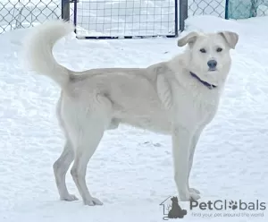 Additional photos: Snow-white affectionate handsome man