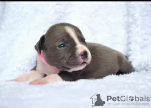 Photo №4. I will sell american staffordshire terrier in the city of Kishinev. from nursery, breeder - price - 1400$