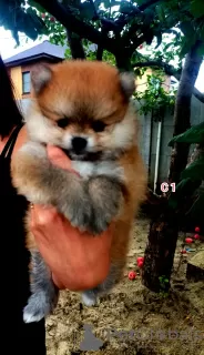 Additional photos: Pomeranian Spitz