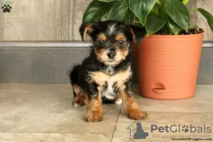 Photo №2 to announcement № 63838 for the sale of yorkshire terrier - buy in Germany 