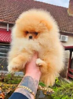 Photo №1. pomeranian - for sale in the city of Werbass | negotiated | Announcement № 127375