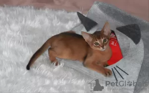 Additional photos: Abyssinian kittens