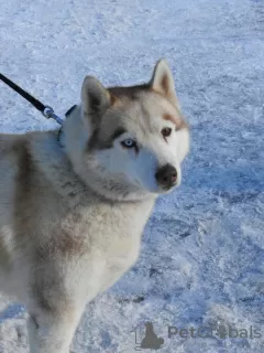 Additional photos: Husky Dymka is looking for a loving family with a male leader!