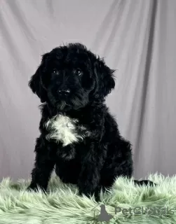 Additional photos: Portuguese Water Dog puppies