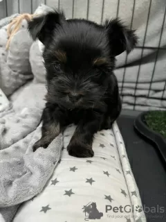 Photo №4. I will sell yorkshire terrier in the city of Indianapolis. breeder - price - 500$