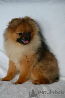 Photo №1. pomeranian - for sale in the city of Vitebsk | 453$ | Announcement № 113560