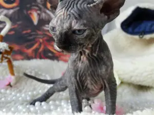 Photo №4. I will sell sphynx-katze in the city of Nizhny Novgorod. private announcement - price - 325$