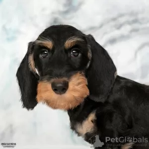 Additional photos: Wirehaired dachshund - dachshund puppies, kennel