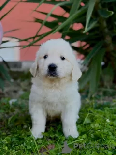 Additional photos: Golden retriever puppies