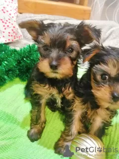 Photo №3. Yorkshire Terrier puppies. Latvia