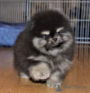 Photo №1. pomeranian - for sale in the city of Constanța | negotiated | Announcement № 112141