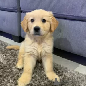 Photo №1. golden retriever - for sale in the city of Cheb | 317$ | Announcement № 123714