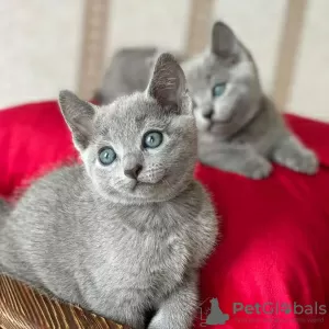 Photo №2 to announcement № 84201 for the sale of russian blue - buy in Finland private announcement