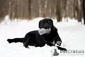 Photo №2 to announcement № 120234 for the sale of non-pedigree dogs - buy in Russian Federation private announcement