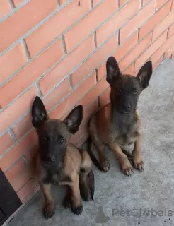 Photo №3. Belgian Shepherd Malinois puppies for sale. Russian Federation