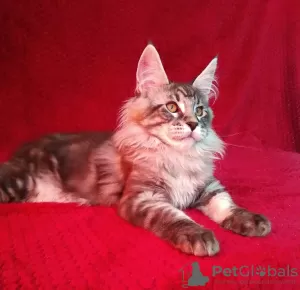 Photo №4. I will sell maine coon in the city of Barnaul. from nursery - price - negotiated