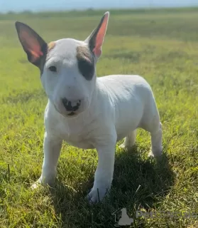 Photo №1. bull terrier - for sale in the city of Geneva | Is free | Announcement № 128852