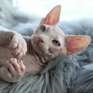 Photo №3. Canadian Sphynx, male, white odd-eyed. Ukraine