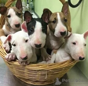 Photo №1. bull terrier - for sale in the city of Orleans | 400$ | Announcement № 129538