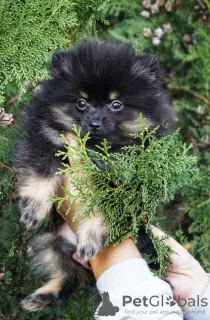 Photo №1. pomeranian - for sale in the city of Kharkov | 650$ | Announcement № 8196