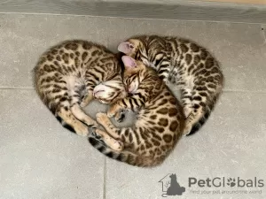 Photo №1. bengal cat - for sale in the city of Kiev | 800$ | Announcement № 11419