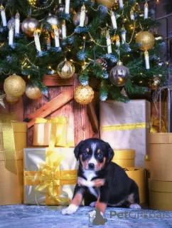 Additional photos: Entlebucher Sennenhund puppies (5 boys and 1 girl). Puppies were born on