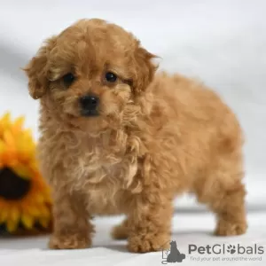 Photo №4. I will sell poodle (dwarf) in the city of New York. private announcement - price - 3100$