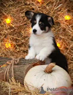 Photo №1. welsh corgi - for sale in the city of Volgodonsk | negotiated | Announcement № 86682