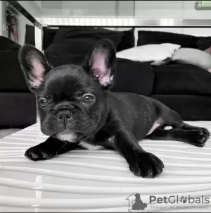 Photo №1. french bulldog - for sale in the city of Tallinn | negotiated | Announcement № 126960