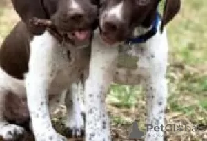 Photo №3. German Shorthaired Pointer puppies for sale. Finland