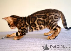 Additional photos: Bengal kittens