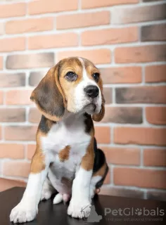 Photo №3. Healthy cute Beagle puppies available now for sale. Germany