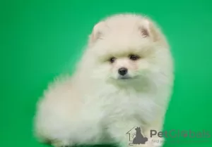 Photo №3. Spitz mini, Pomeranian. Russian Federation