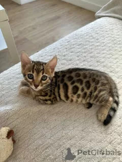 Photo №2 to announcement № 96389 for the sale of bengal cat - buy in Germany private announcement