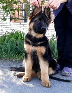 Additional photos: Long haired german shepherd