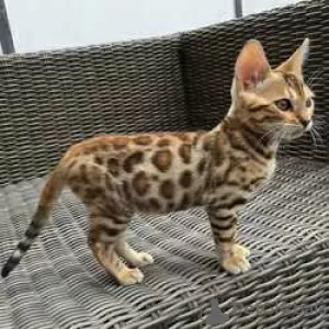 Photo №1. bengal cat - for sale in the city of Rylsk | negotiated | Announcement № 117774